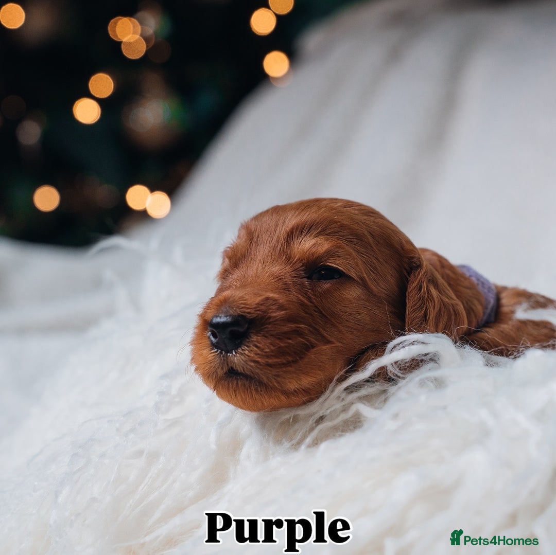 Labradoodle dogs for sale: F2B Labradoodle Puppies – Red & Apricot - Advert 39