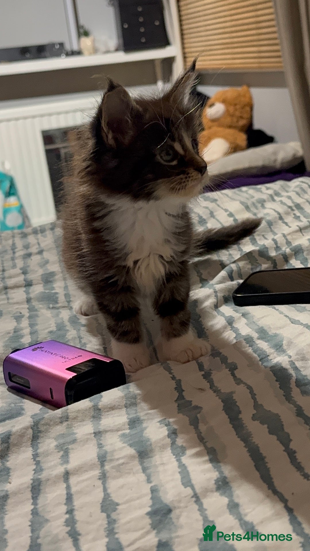 Maine Coon cats for sale: Full Maine Coon for sale - Advert 36