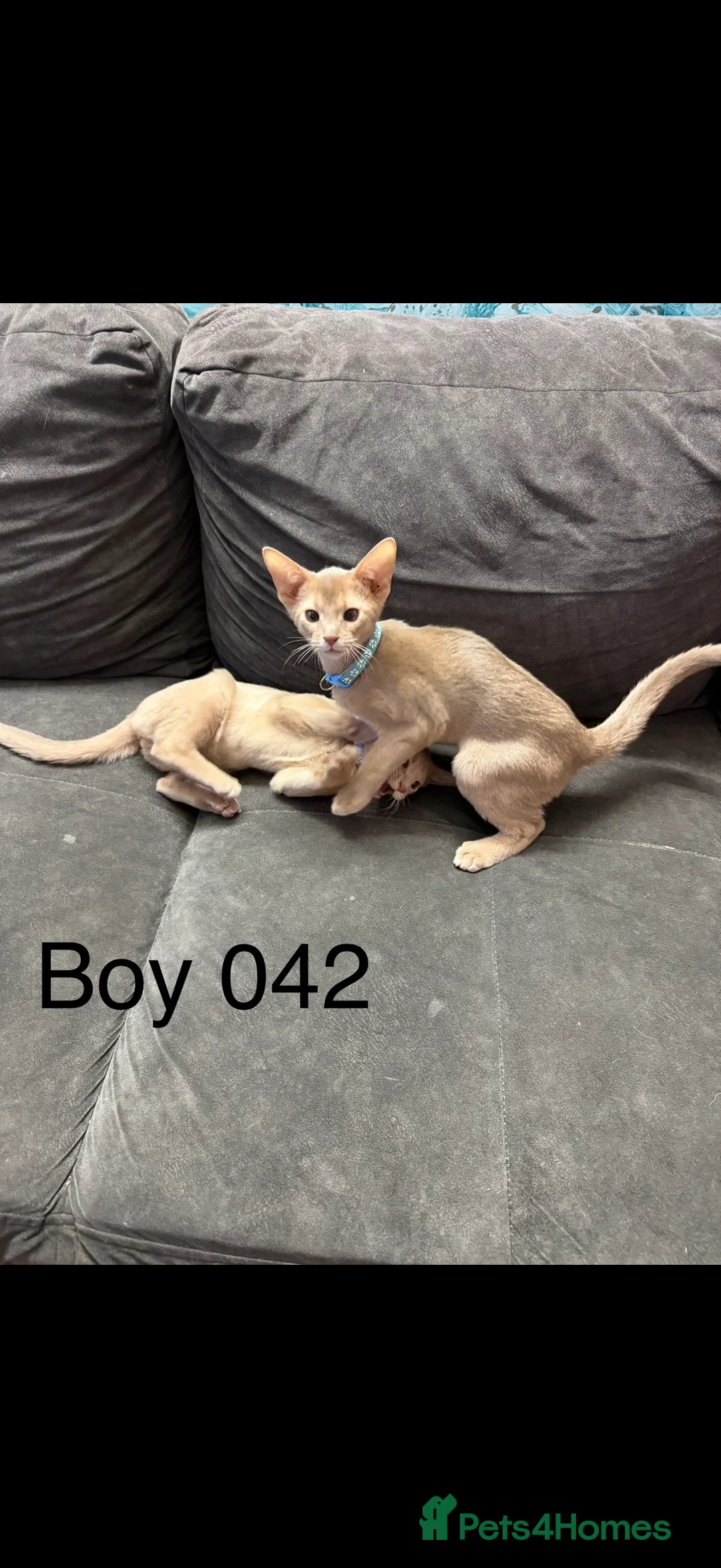 Abyssinian cats for sale: Ready for a new home - Advert 24