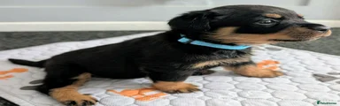Rottweiler 4