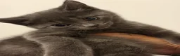 British Shorthair cats for sale: 2 British shorthair kittens!  - Advert 3