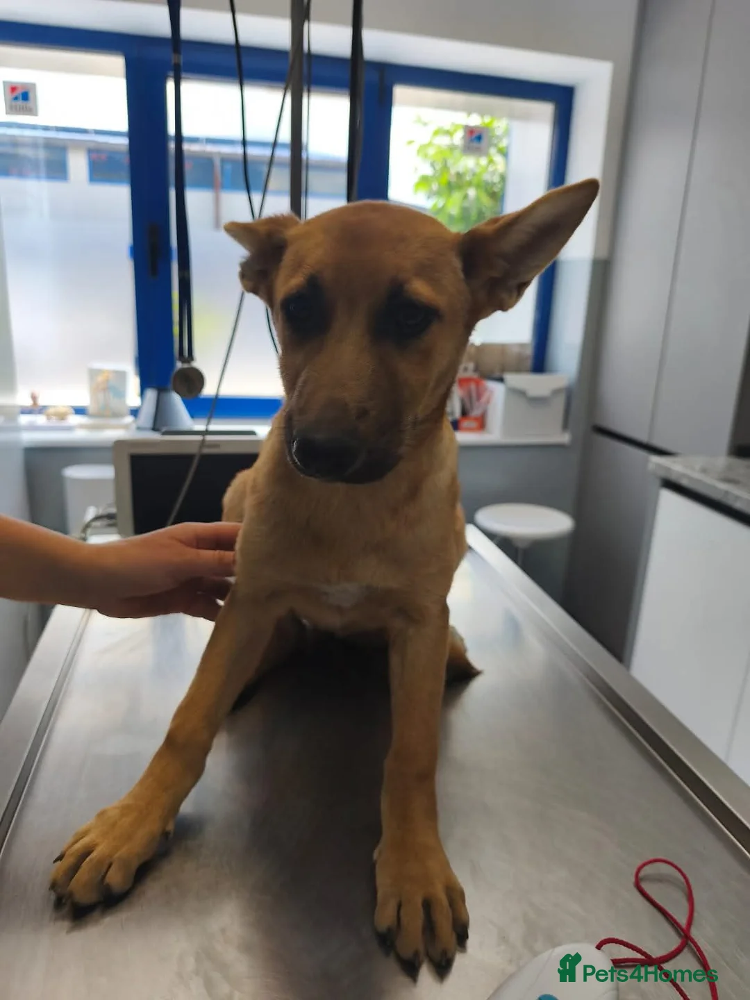 Mixed Breed dogs for adoption: 🐾💜 SALMA – A Gentle Girl for a Loving Home 💜🐾 - Advert 2