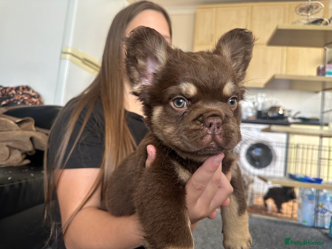 French Bulldog dogs for sale: Nice French puppies  - Image 8