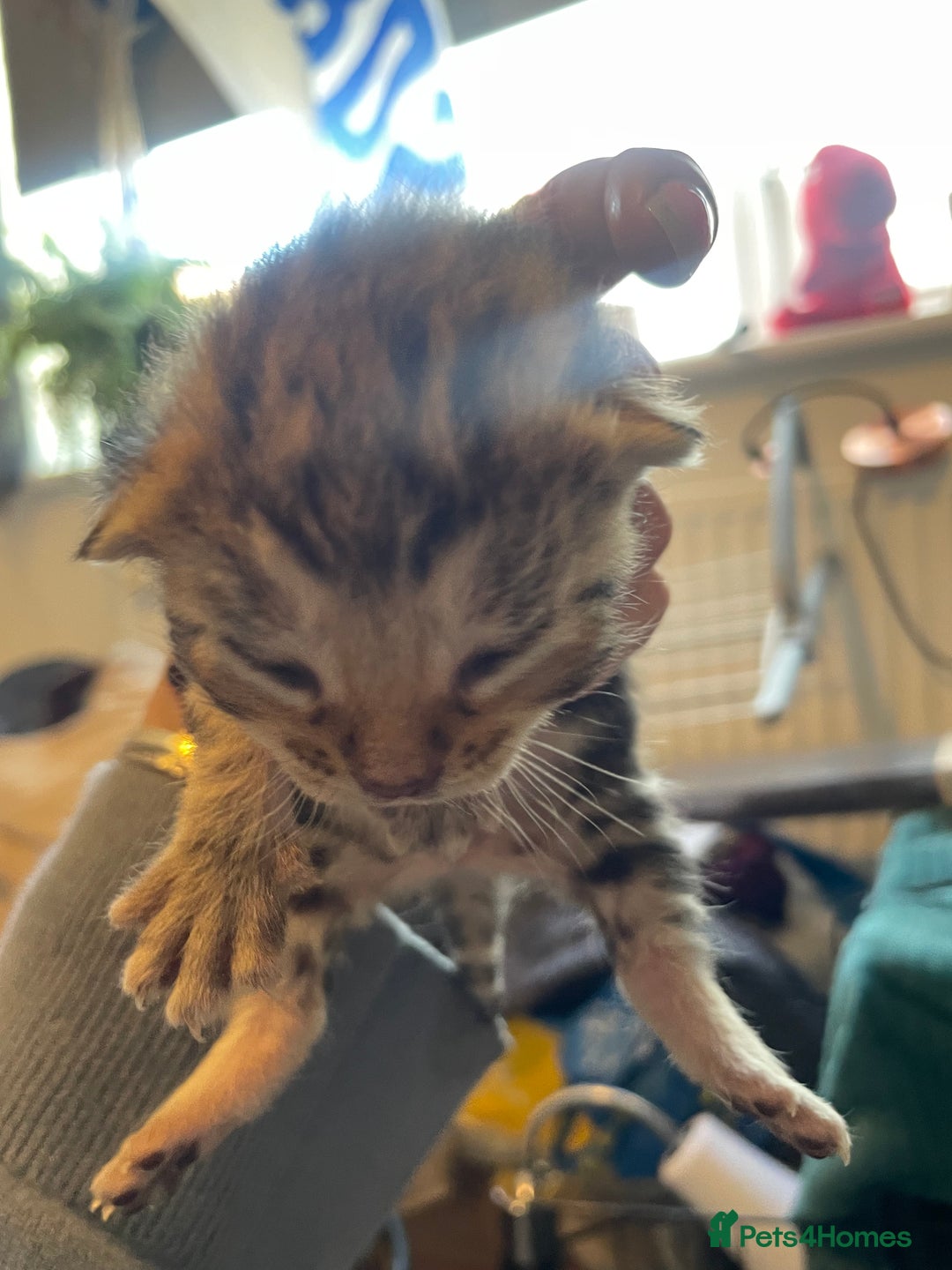 Bengal cats for sale: 9 BENGAL RAGDOLL X KITTENS - Image 23