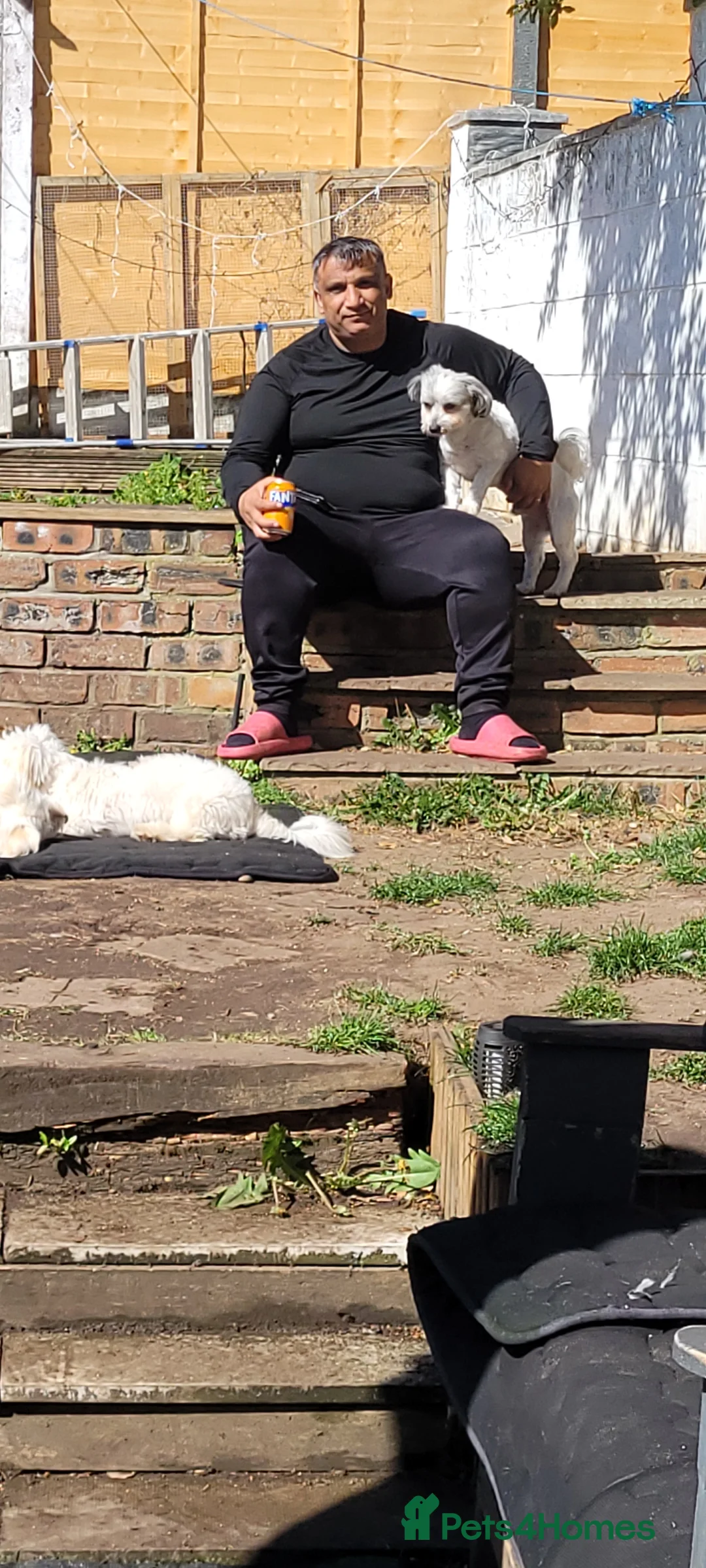 Mixed Breed dogs for sale: Mixed breed bichon and border terrier - Advert 6