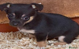 Mixed Breed dogs for sale: 5 stunning tiny miniature Chihuahua X terrier - Image 11