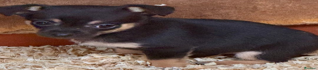 Mixed Breed Pink coller