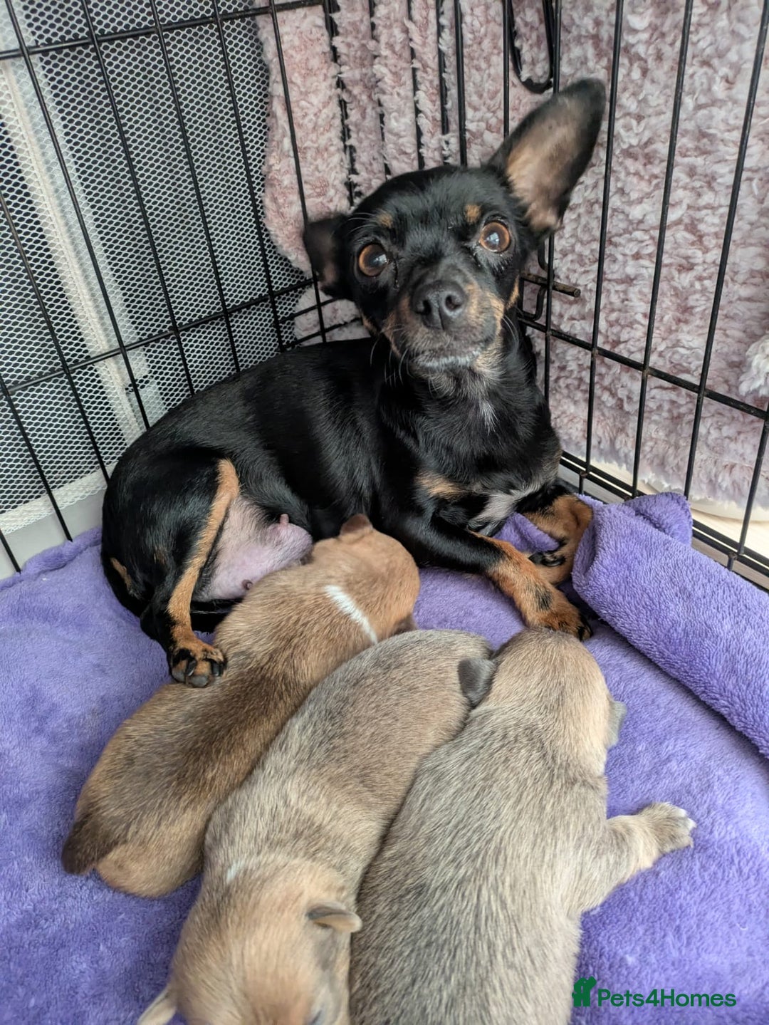 Pomchi dogs for sale: Pomchi pups - Advert 9