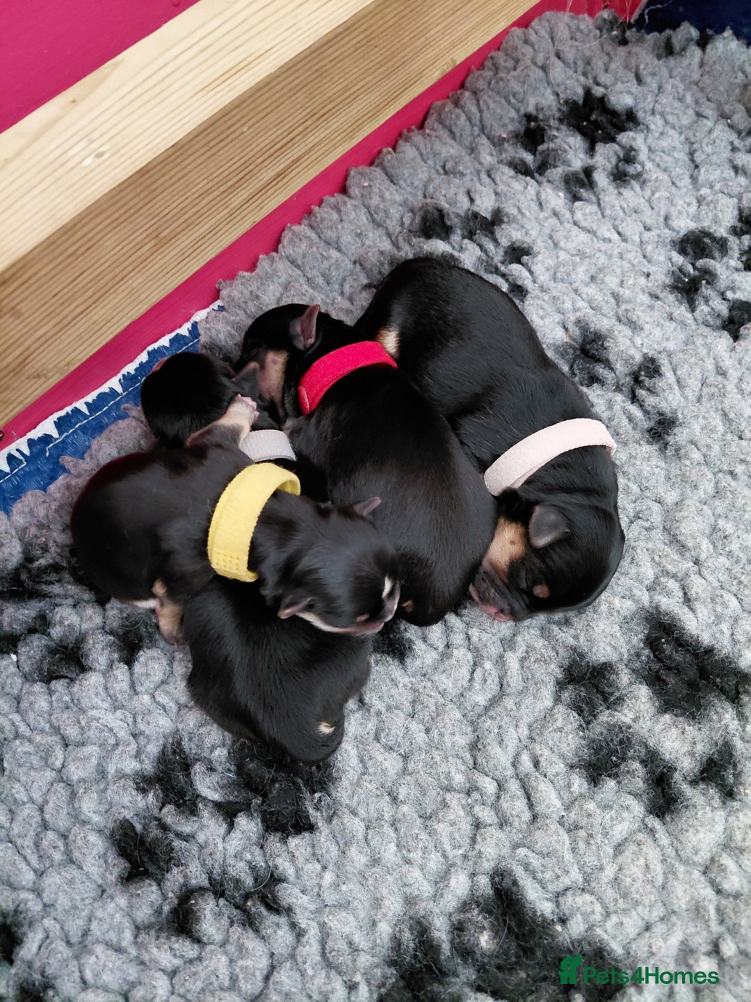 Morkie dogs for sale: Stunning F1 Morkie Puppies - Image 2