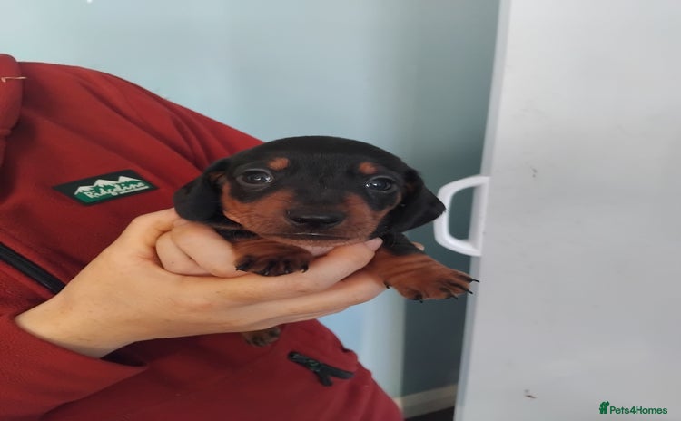 Miniature Dachshund dogs Miniature dashchund  - Advert 2