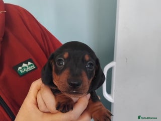 Miniature Dachshund dogs Miniature dashchund - Advert 17