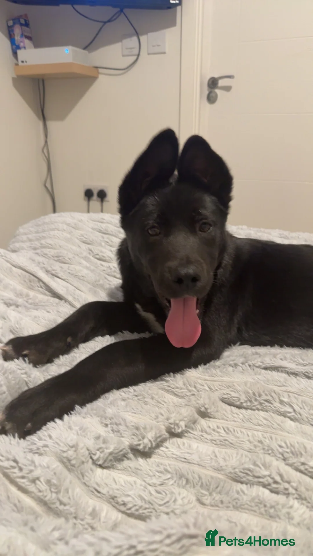Mixed Breed dogs for sale: Creed - Advert 3