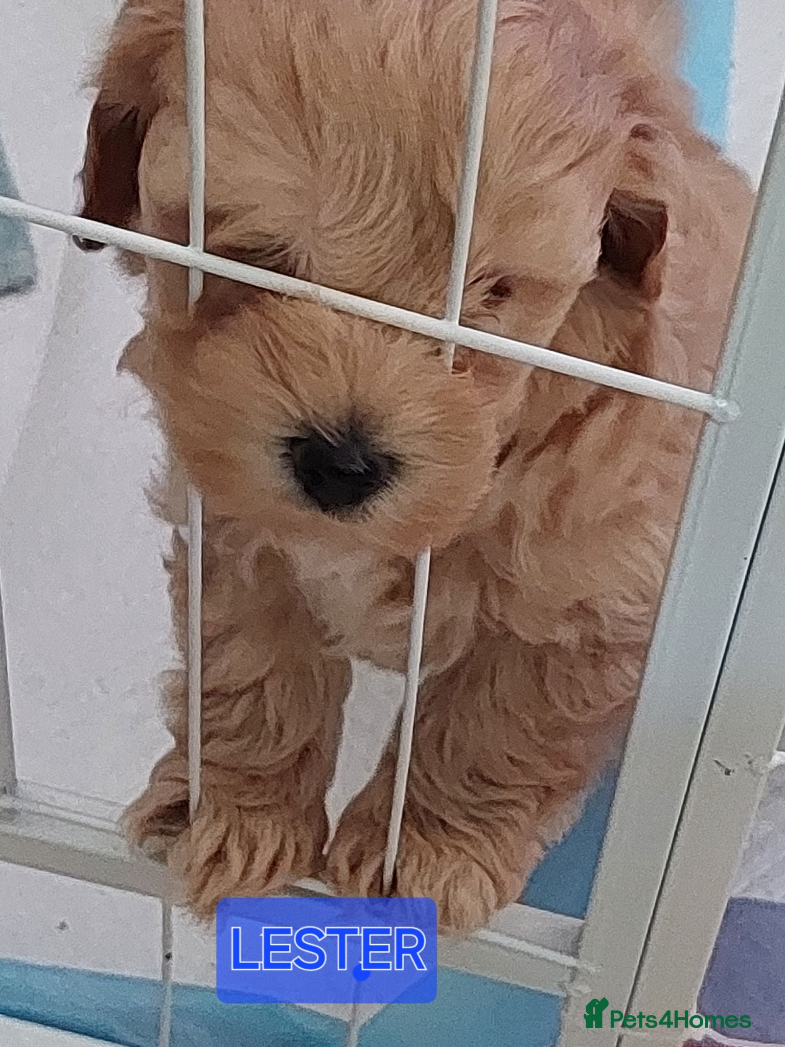 Maltipoo dogs 2 gorgeous maltipoo boys - Advert 1