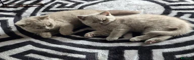 British Shorthair 2 Molly