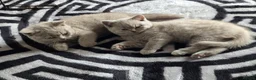 British Shorthair cats for sale: GCCF Registered British Shorthair kittens  - Advert 5