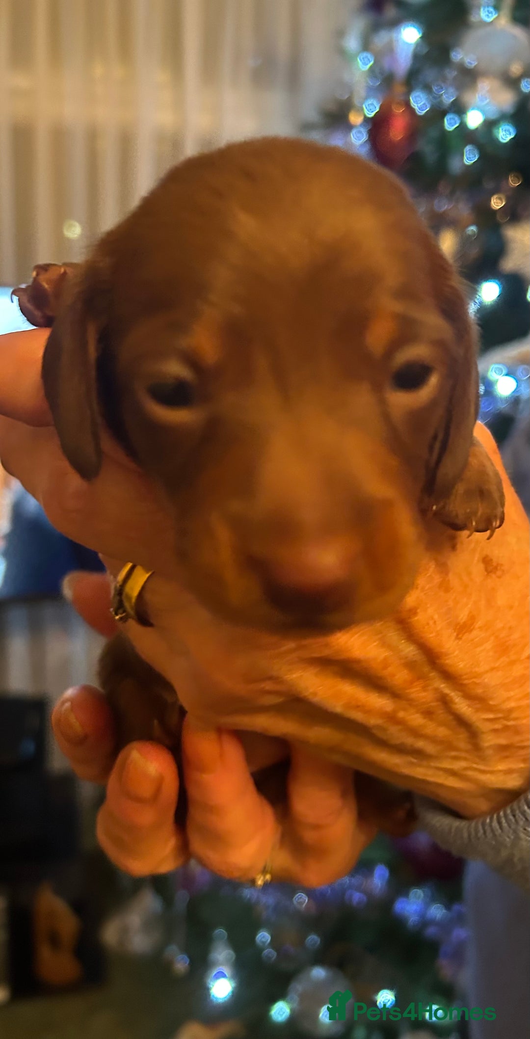 Miniature Dachshund dogs for sale: Beautiful miniature dachshunds - Advert 3