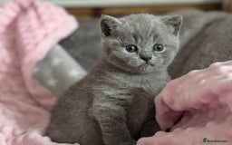 British Shorthair cats for sale: 🇬🇧BSH LILAC & BLUE BOYS 👀4🏠 🥰 GCCF REG  - Image 6
