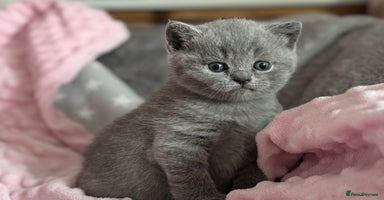 British Shorthair cats - Advert 1