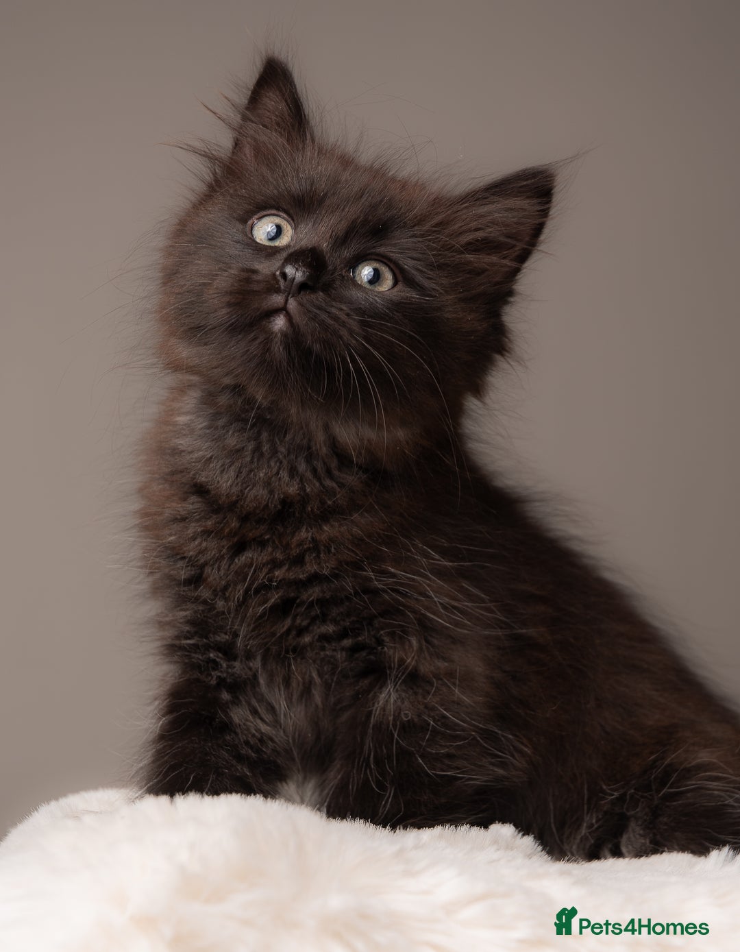 Siberian cats for sale: Beautiful 3 siberian kittens/ boys - Image 9