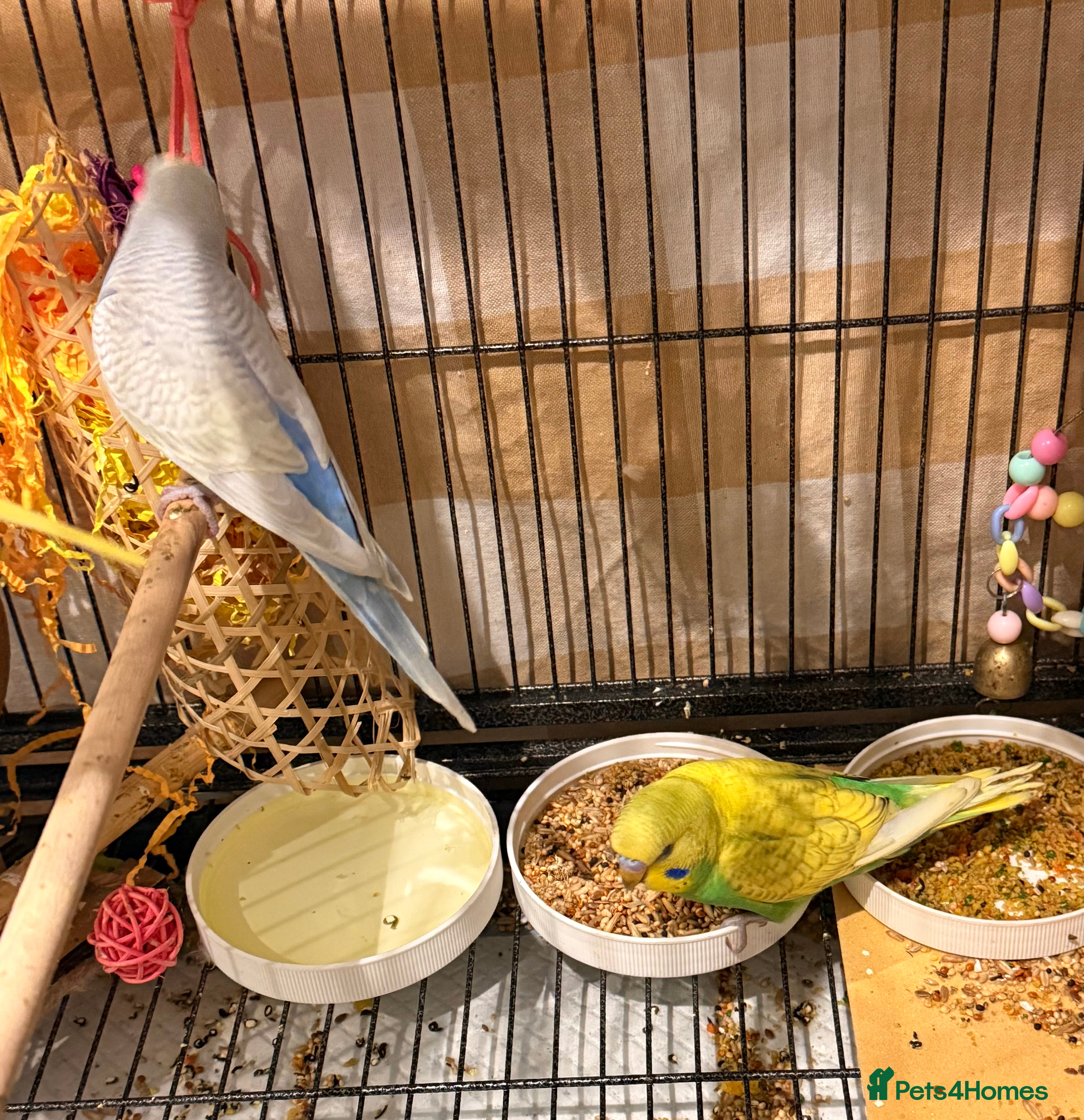 Budgerigars birds  pair of beautiful budgies  young  - Advert 4