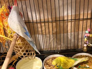 Budgerigars birds pair of beautiful budgies young - Advert 4