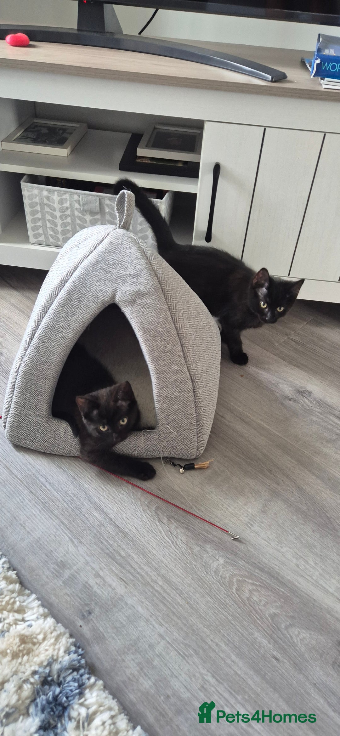 Domestic Shorthair cats for sale: Ragdoll x Domestice Short-hair  - Image 1
