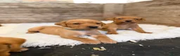 Labrador Retriever dogs for sale: Yellow / Fox Red KC Registered Labrador Puppies - Advert 8