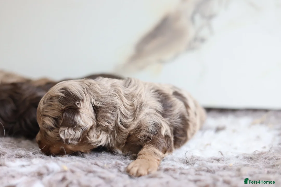Cavapoo dogs for sale: F1 rare chocolate/choc Merle Cavapoo pups - Advert 23