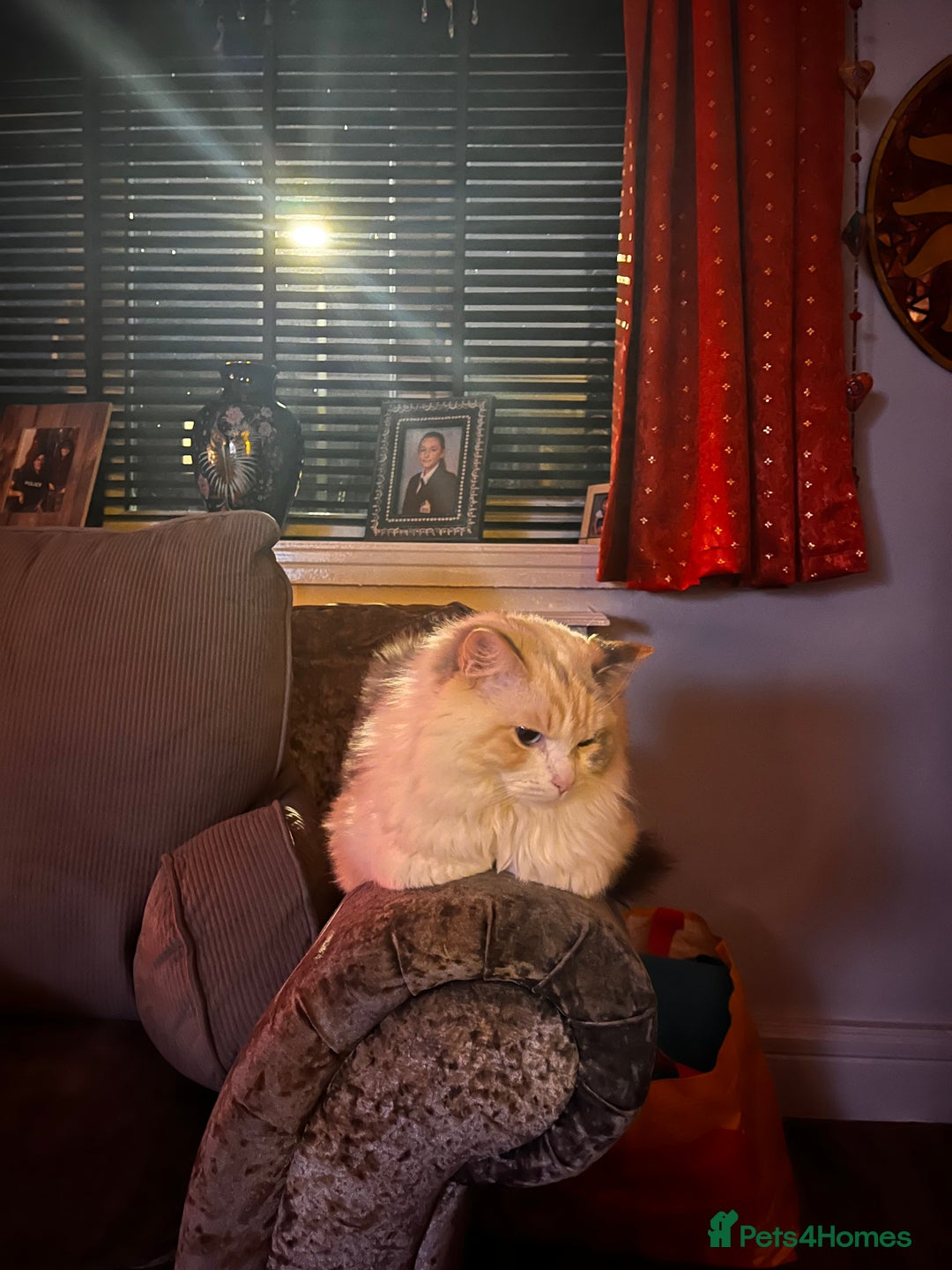 Ragdoll cats for sale: Lucy female ragdoll - Advert 3