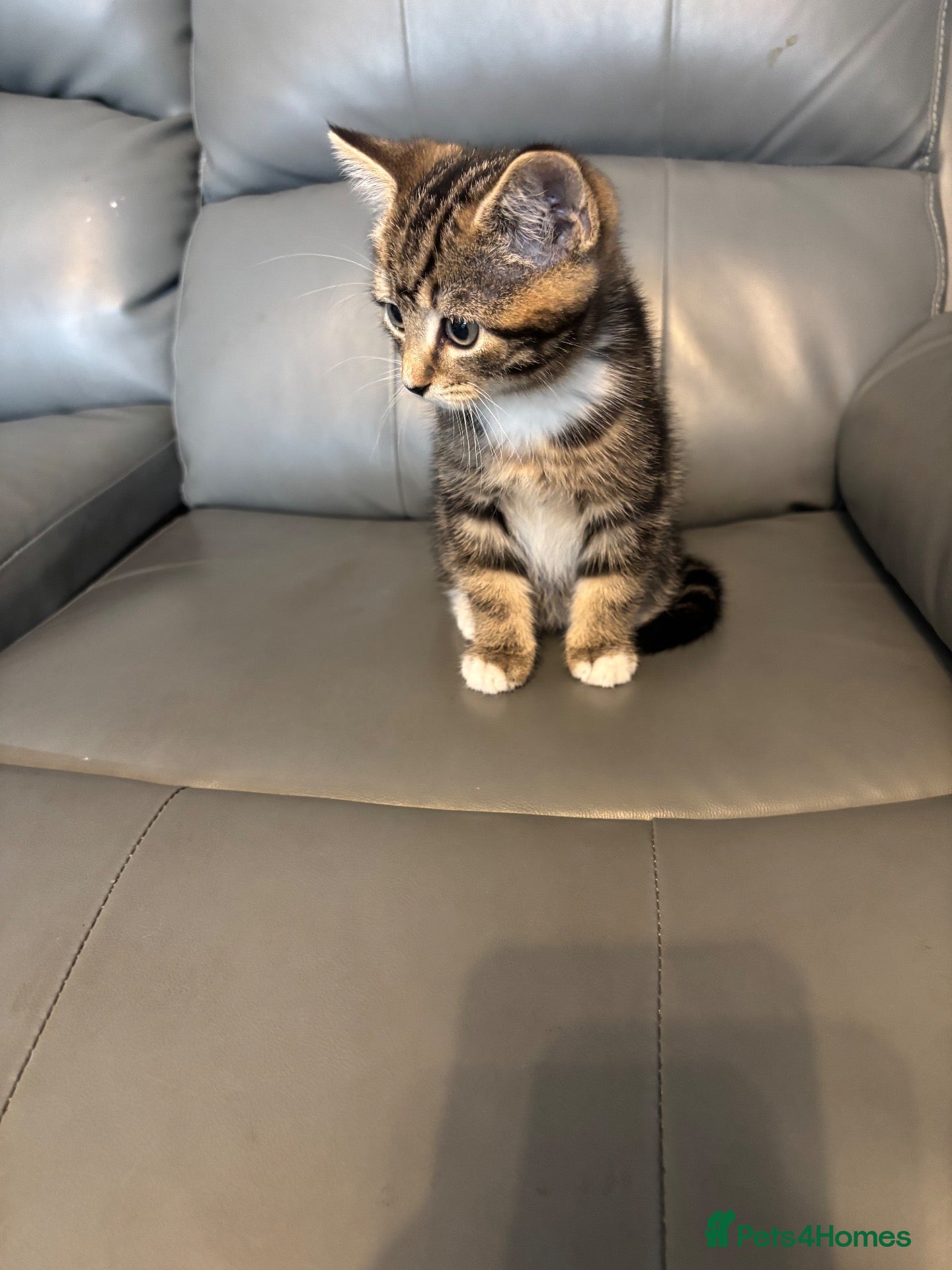 Mixed Breed cats for sale: Male tabby kitten ready for new home - Advert 21