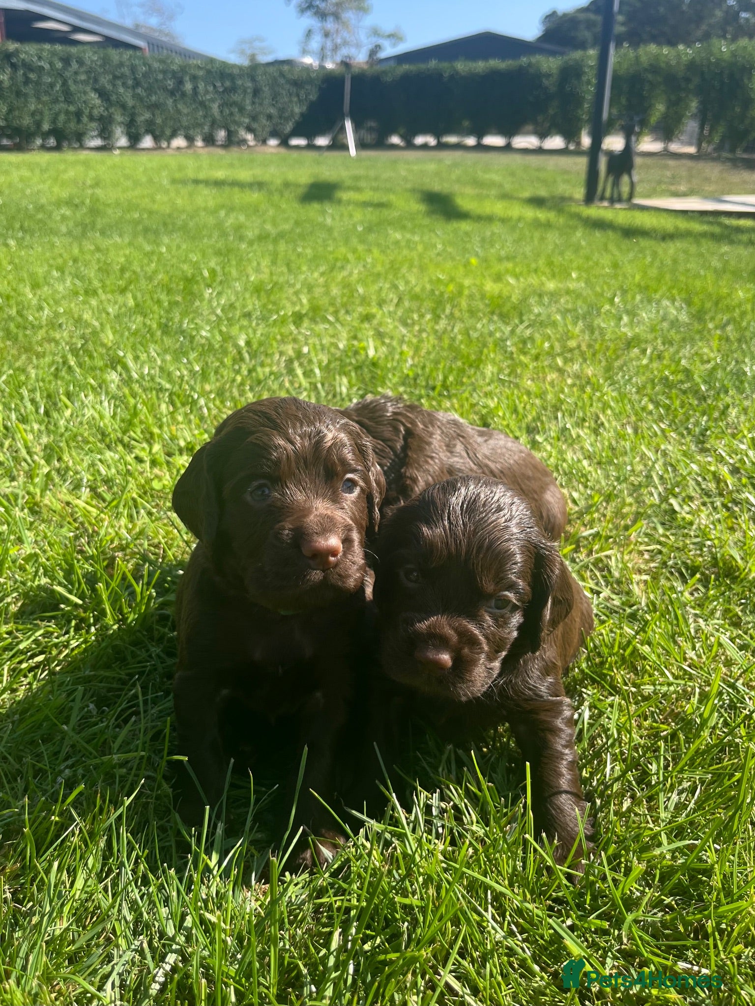 Cocker Spaniel dogs KC Working Cocker Spaniel Pups - Liver/Chocolate - Advert 16