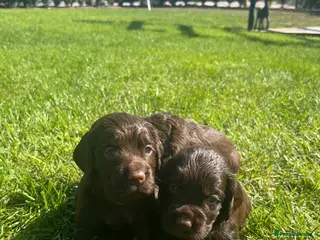 Cocker Spaniel dogs KC Working Cocker Spaniel Pups - Liver/Chocolate - Advert 1