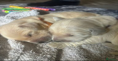 Golden Retriever dogs - Advert 3