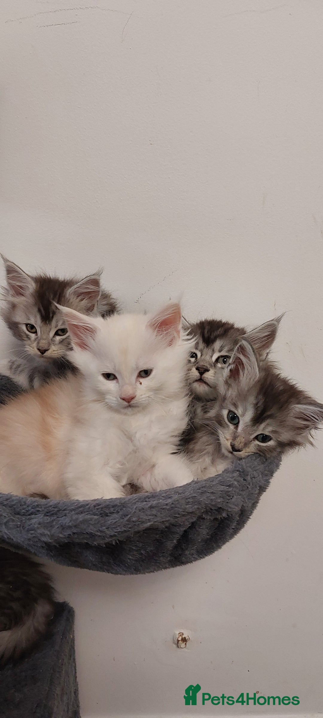 Maine Coon cats for sale: 🐈🐈🐈7 Amazing Maine coons🐈🐈🐈 - Advert 18