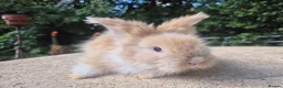 Angora rabbits for sale: 🩷 FULL FACE ANGORA BABIES- PARENTS FROM🇫🇷 - Advert 27