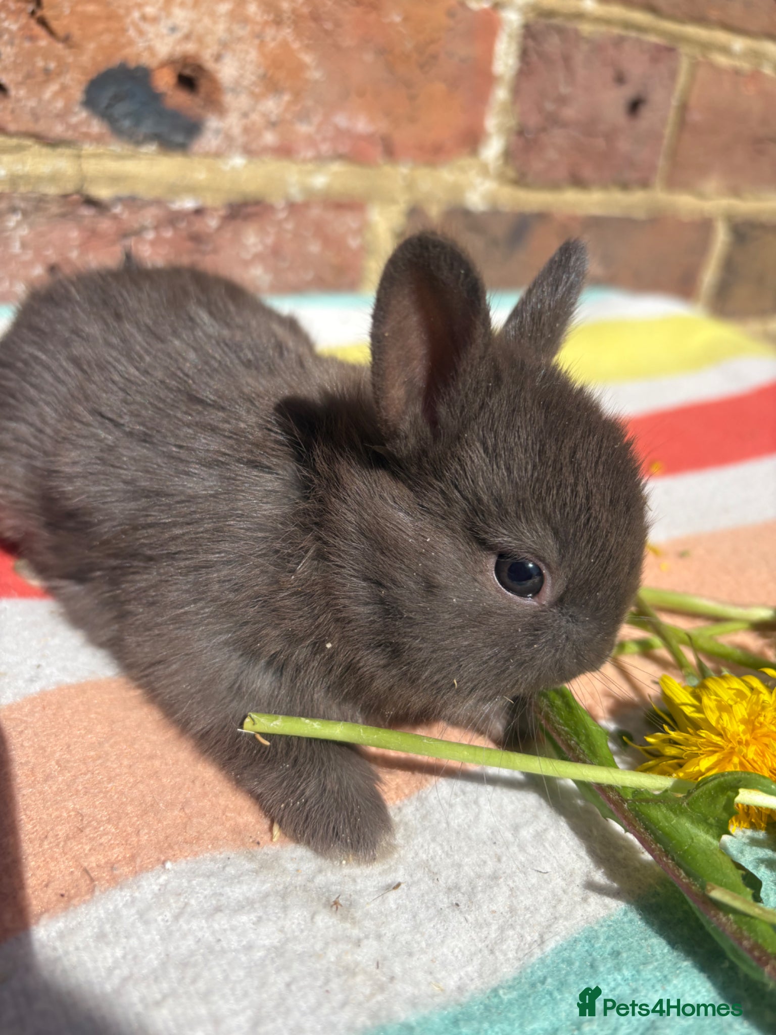 Netherland Dwarf rabbits Sweet Netherland dwarf bunnies  - Advert 12
