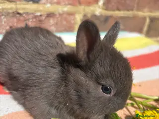 Netherland Dwarf rabbits Sweet Netherland dwarf bunnies - Advert 7