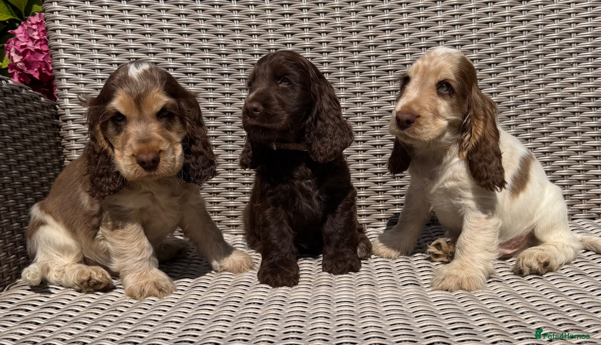 Cocker Spaniel dogs KC Show-type Chocolate & Choc Sable puppies - Advert 1