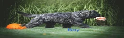 Bouvier Des Flandres dogs for sale: Bouvier des Flandres FCI/ZKwP in West Wickham - Advert 9