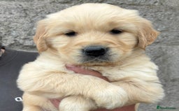Golden Retriever dogs for sale: Stunning Golden Retriever puppies for sale.  - Image 4