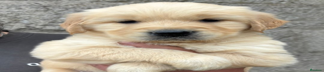 Golden Retriever Puppy 1
