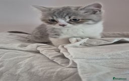 British Shorthair cats for sale: Purebred blue/White British Shorthair Kittens - Image 5