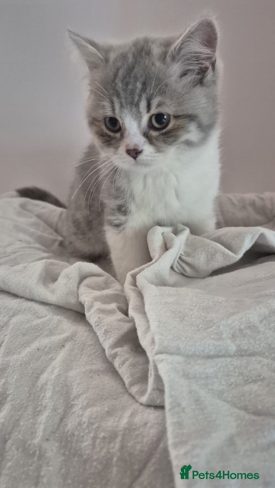 British Shorthair cats for sale: Purebred blue/White British Shorthair Kittens - Image 5