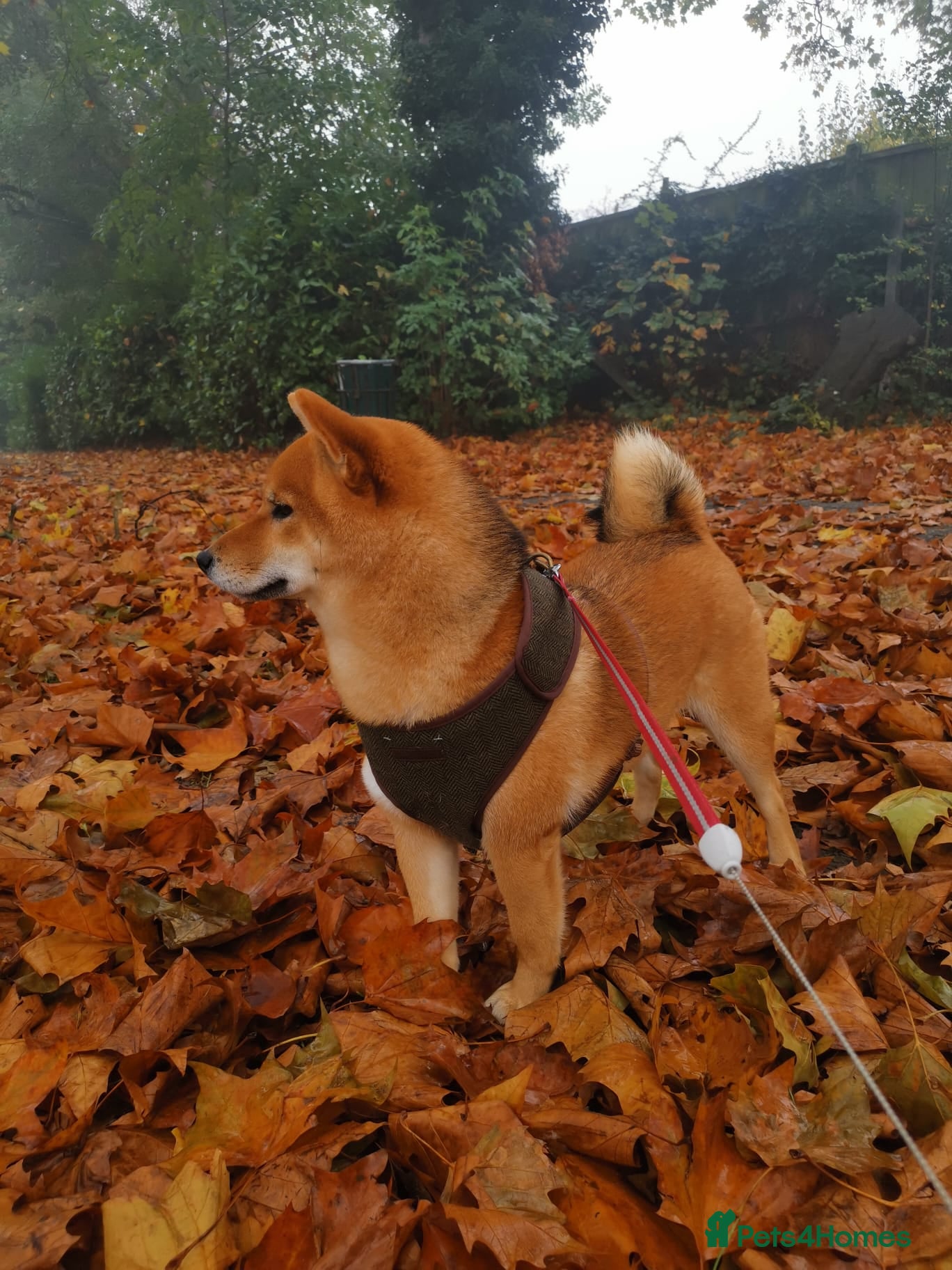 Japanese Shiba Inu dogs Shiba Inu Puppies for Sale in London - Advert 16