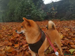 Japanese Shiba Inu dogs Shiba Inu Puppies for Sale in London - Advert 16