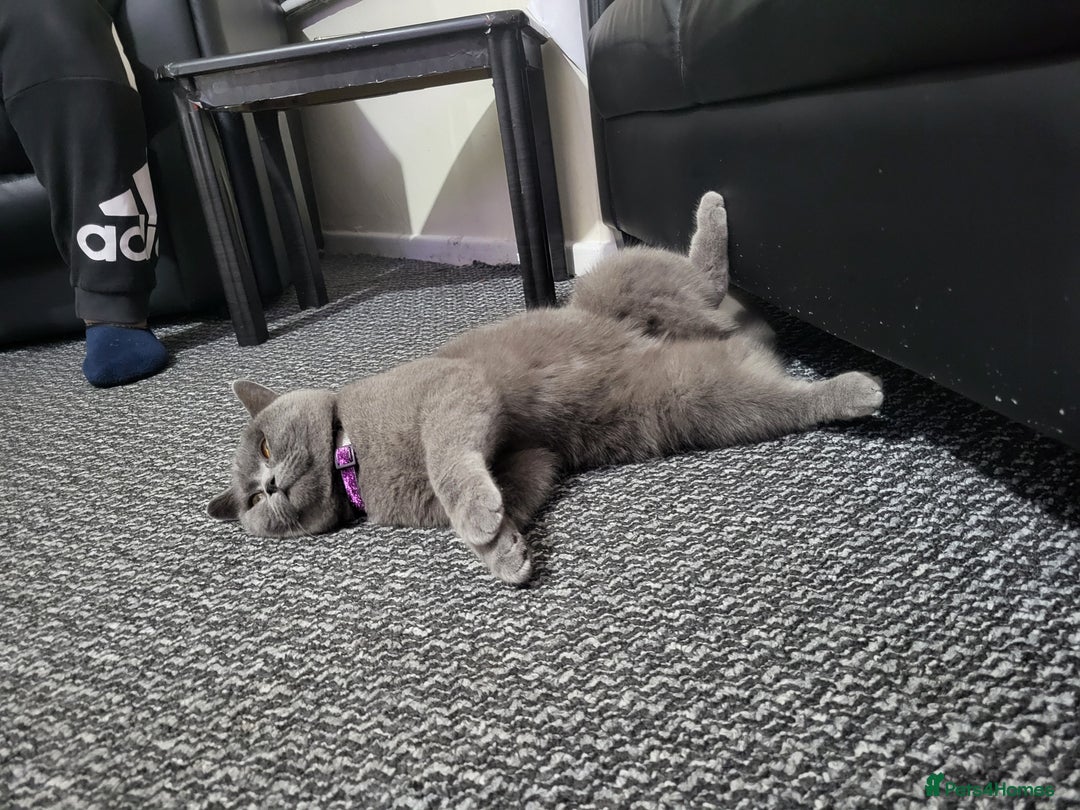British Shorthair cats for sale: British Shorthair cat - Advert 5
