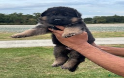 German Shepherd dogs for sale: Top Quality German Shepherd puppies  - Image 3