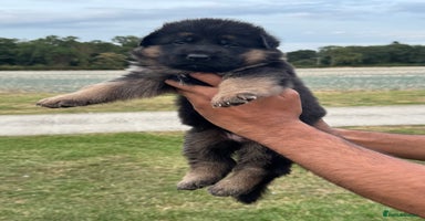 German Shepherd dogs - Advert 7