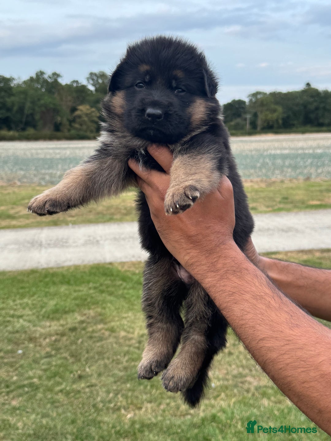 German Shepherd dogs for sale: Top Quality German Shepherd puppies  - Image 3