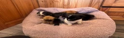 Pomchi dogs for sale: Pomchi in Hull - Advert 11